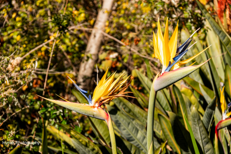 Bird-of-Paradise-flower-in-Kirstenbosch-Gardens-South-Africia-1-of-1