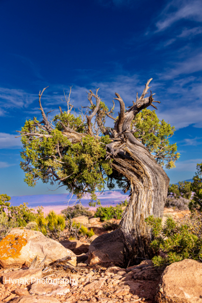 Colorado-Conifer-1-of-1