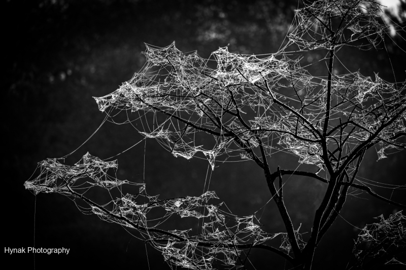 Gothic-spider-webs-in-tree-black-and-white-1-of-1-1