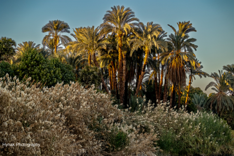 Palm-tree-along-the-Nile-in-Egypt-1-of-1