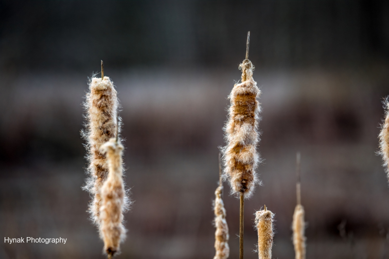 Pussywillow-up-close-1-of-1