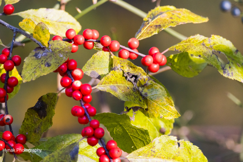 Red-berries-in-the-sun-1-of-1-1