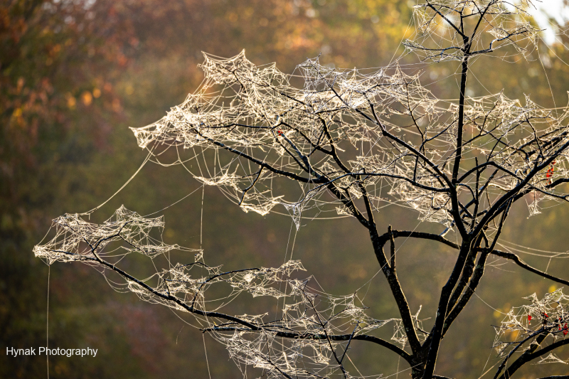 Spider-webs-in-tree-1-of-1-1