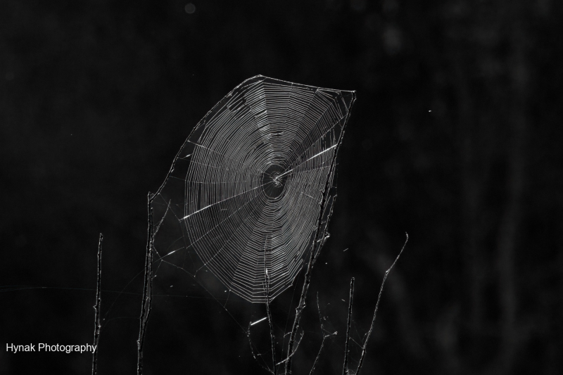 Spiderweb-in-black-and-white-1-of-1