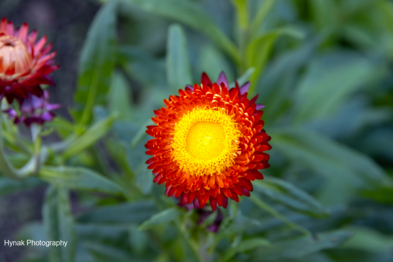 Strawflower-xerochrysum-3-1-of-1-1