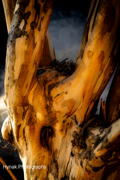 Tree-and-bark-creating-an-ablstract-design-1-of-1