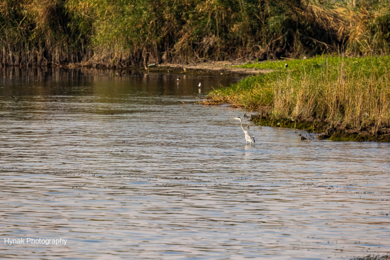 A-Heron-in-the-Nile-River-in-Egypt-1-of-1