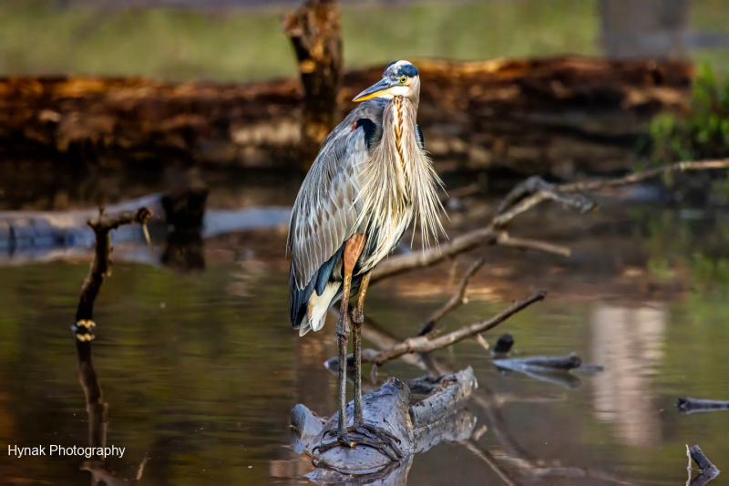 Blue-hernon-on-log-with-head-turned-1-of-1