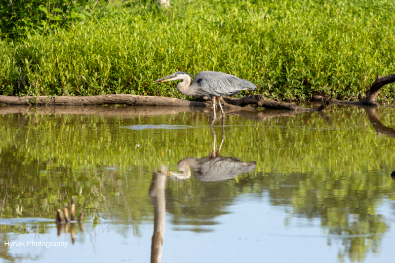 Blue-Heron-1-1-of-1