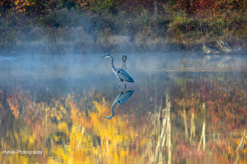 Blue-Heron-and-reflection-in-watter-fall-1-of-1
