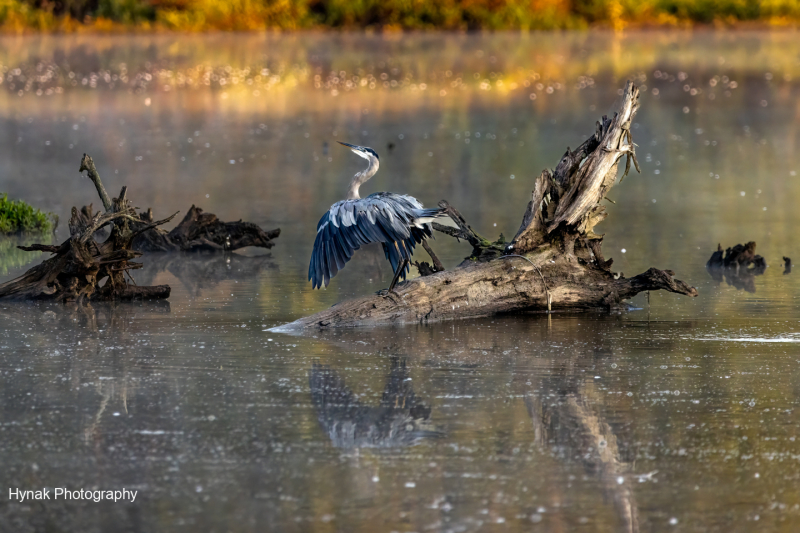 Blue-heron-preparing-to-take-fiight-from-a-log-in-the-water-1-of-1-1