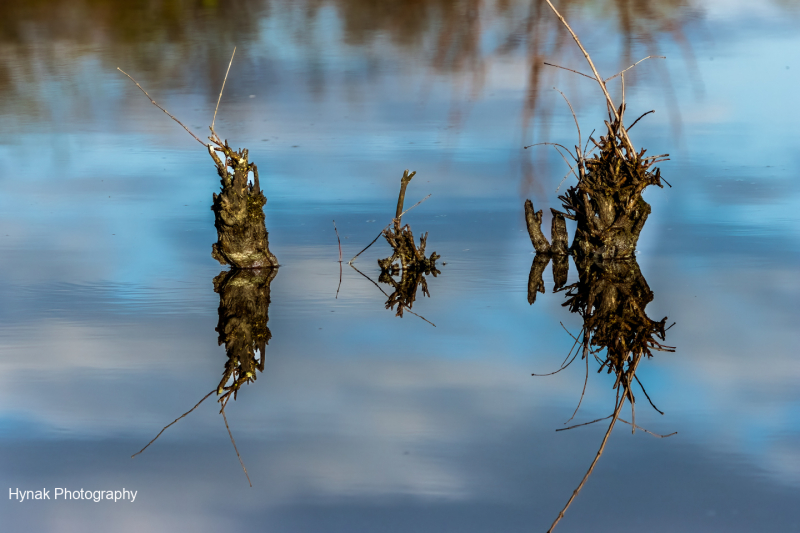 dead-tree-stumps-reflecting-in-blue-water-1-of-1