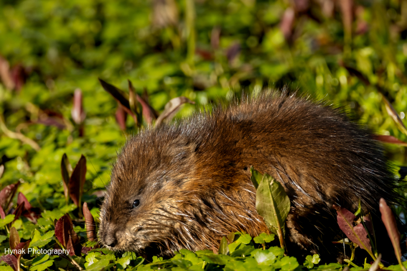 1_Beaver-amoung-water-plants-1-of-1