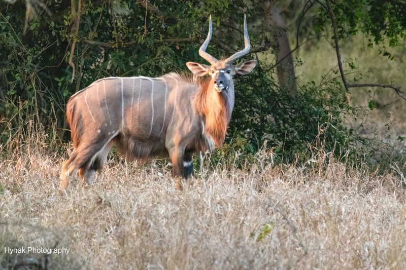 Kudu-Gorongosa-Mozambique-Africa-1-of-1