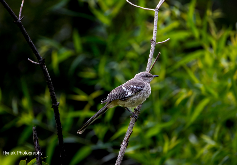 Norther-Mockingbird-on-branch-looking-straight-ahead-1-of-1