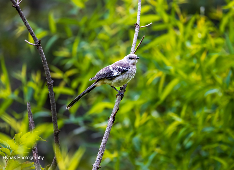 Norther-Mockingbird-on-branch-with-head-turned-1-of-1