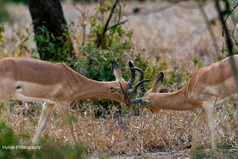 Antelope-fighting-and-locking-hornsGorongosa-Mozambique-Africa-1-of-1