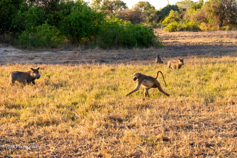 Baboons-and-warthogs-in-Gorongosa-Mozambique-1-of-1