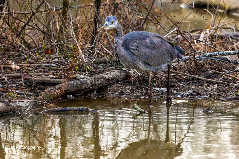 Blue-Hernon-in-water-and-brush-1-of-1