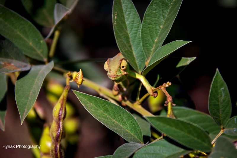 Camelon-peering-around-leaf-Gorongosa-Mozambique-Africa-1-of-1