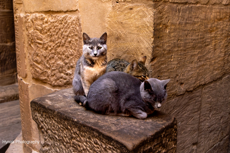 Cats-in-an-Egyptian-Temple-2-1-of-1