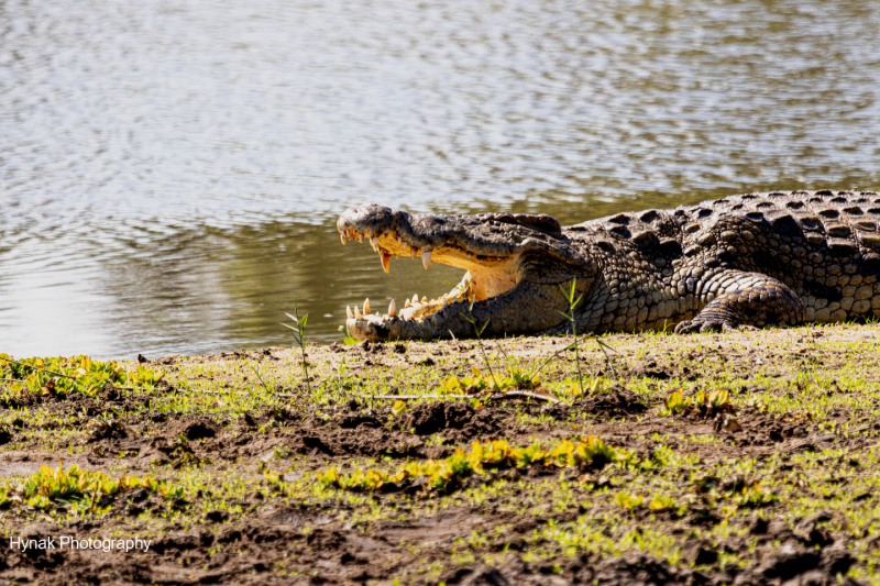 Close-up-of-croc-with-mouth-open-Gorongosa-Mozambique-1-of-1