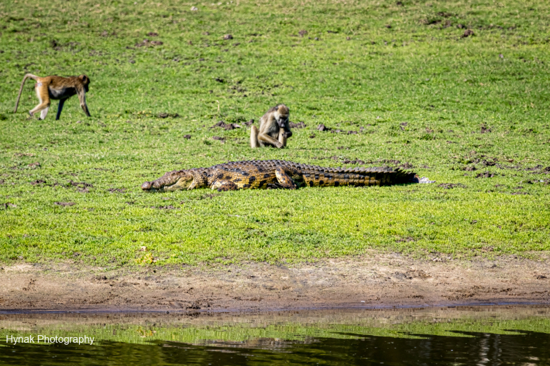 Croc-and-Baboo-siiting-on-river-side-Gorongosa-Mozambique-Africa-1-of-1