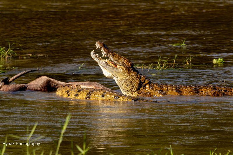 Crocs-feeding-on-waterbuck-Gorongosa-Mozambique-Africa-1-of-1