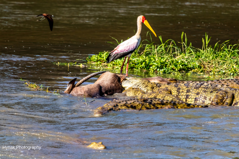 Crocs-feeding-on-waterbuck-while-birds-watch-Gorongosa-Mozambique-Africa-1-of-1