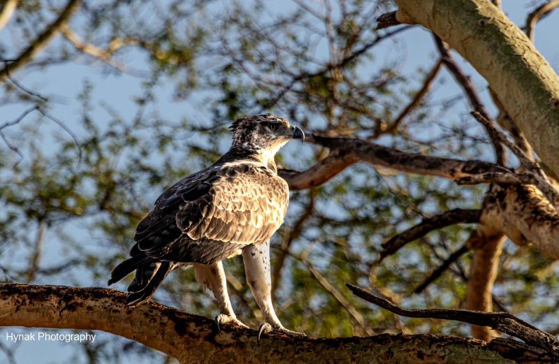 Egale-Gorongosa-Mozambique-1-of-1