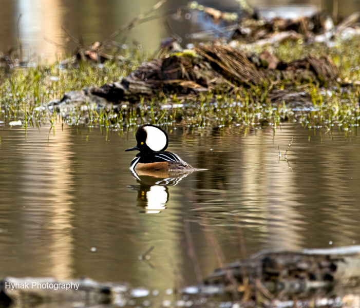 Hood-Merganser-in-water-1-of-1