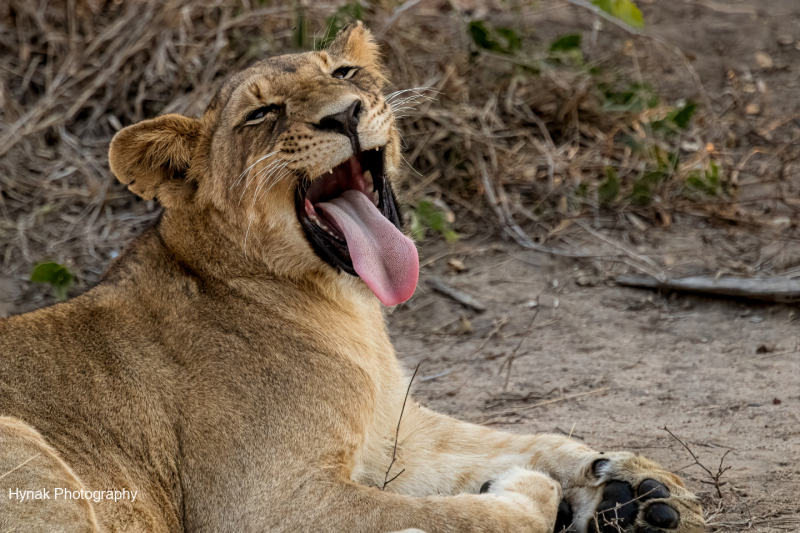 Lion-Yawning-Gorongosa-Mozambique-Africa-1-of-1