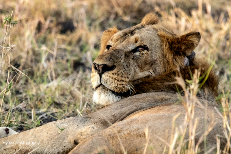 Lion-in-grass-Gorongosa-Mozambique-Africa-1-of-1