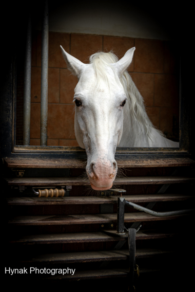 Lipazan-horse-in-staple-at-the-Spanish-Riding-School-Vienna-Austria-with-black-boarder-1-of-1