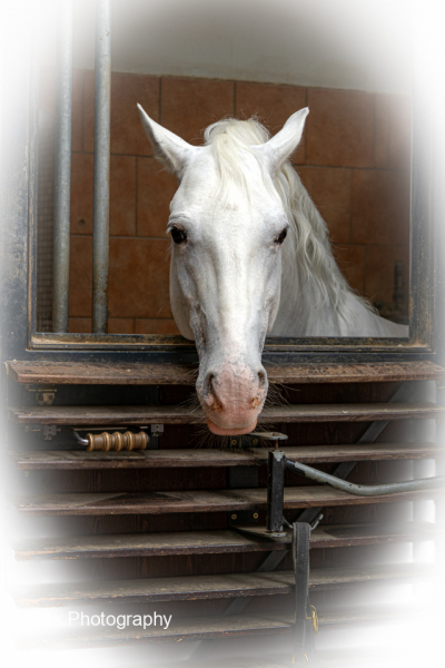 Lipazan-horse-in-staple-at-the-Spanish-Riding-School-Vienna-Austria-with-white-boarder-1-of-1