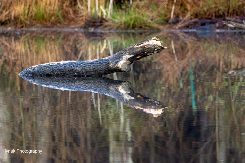 Log-with-reflection-in-water-that-looks-like-an-open-mouth-1-of-1