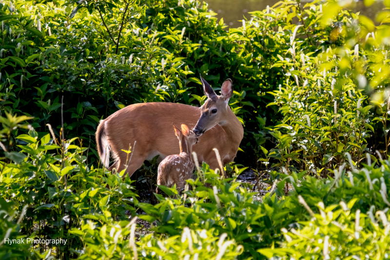 Mother-deer-doe-and-baby-deer-fawn-touching-noses-1-of-1