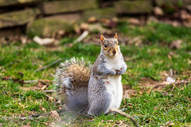 One-happy-backyard-squirrel-1-of-1