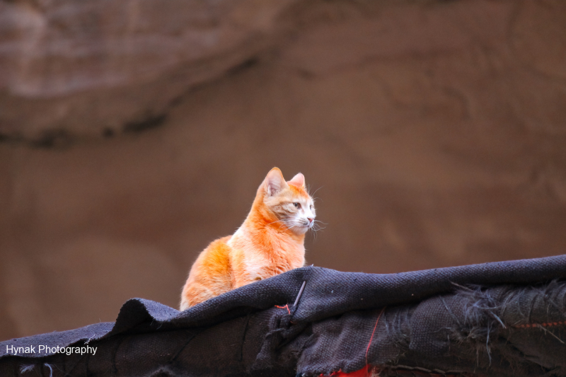 Orange-cat-on-Bedouin-tent-in-JOrdan-1-of-1