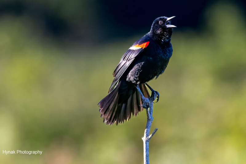 Red-Winged-Blackbid-1-of-1