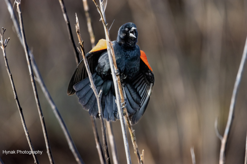 Red-winged-black-bird-with-open-wings-cawing-1-of-1