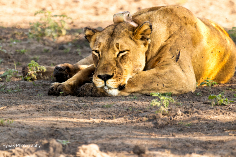 Sleeping-lion-with-GPS-color-Gorongosa-Mozambique-1-of-1