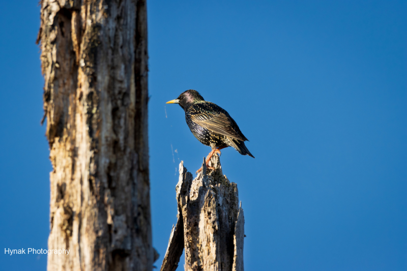 Starling-on-branch-with-spiderweb-1-of-1