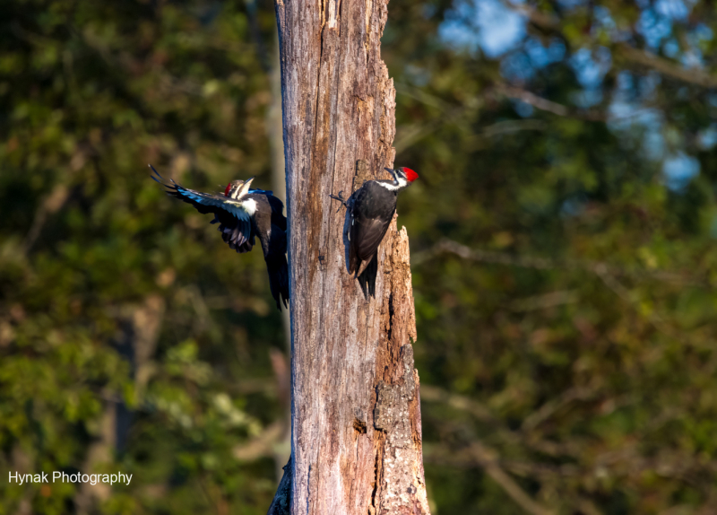 Two-redheaded-wookpercks-on-tree-with-one-landing-1-of-1