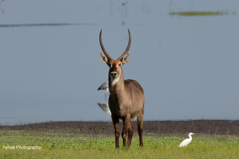 Wate-buck-Gorongosa-Mozambique-1-of-1